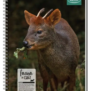 Cuaderno Universitario 100 Hojas 7mm Animales De Chile