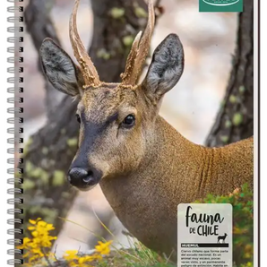 Cuaderno Universitario 100 Hojas 7mm Animales De Chile